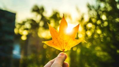 Maple hand leaf 4k wallpaper