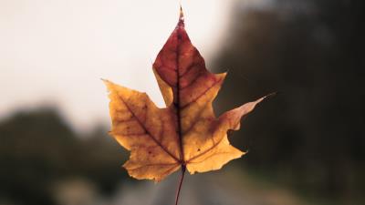 Maple leaf hand road 4k wallpaper