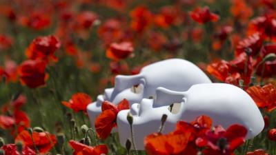 Mask flowers poppies 4k wallpaper