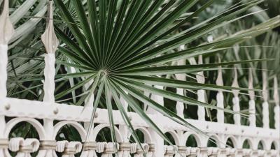 Palm branches fence 4k wallpaper