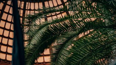 Palm branches leaves image 4k wallpaper