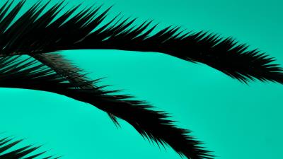 Palm leaves dark 4k wallpaper