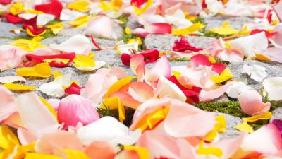 Petals roses multicolored 4k wallpaper