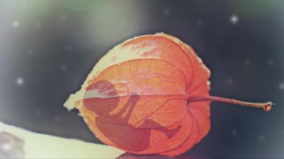 Physalis flower bud baby 4k wallpaper