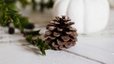 Pine cone branch pumpkin 4k wallpaper
