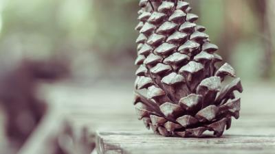 Pine cone shape cone 4k wallpaper