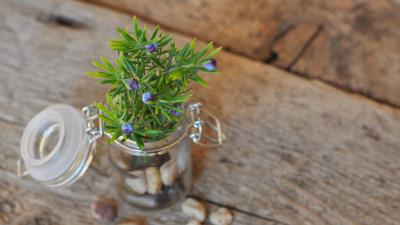 Plant flower bank stones 4k wallpaper