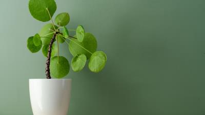 Plant foliage indoor 4k wallpaper