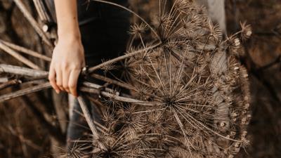 Plants dry bouquet 4k wallpaper