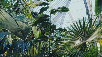 Plants greenhouse garden 4k wallpaper