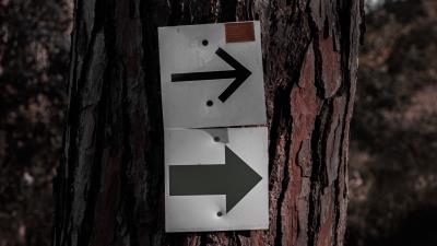 Pointer arrow bark 4k wallpaper