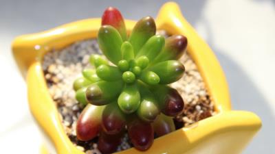 Pot plants stones 4k wallpaper