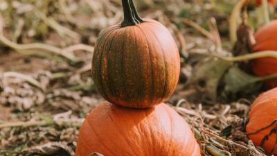 Pumpkin ripe field 4k wallpaper