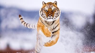 Tiger in snow image 8k wallpaper