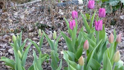 Tulips in rock garden 8k wallpaper