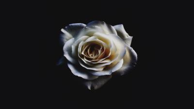 White rose uhd 8k wallpaper