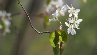 Amelanchier Lamarckii Flowers 8k wallpaper