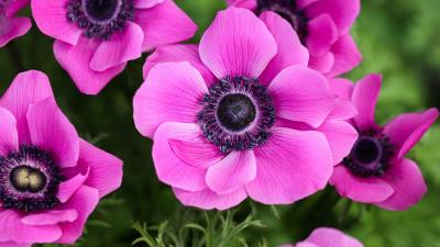 Anemone Flower Ultra HD 8k wallpaper