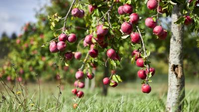 Apple Branch Fruit Ultra HD 8k wallpaper