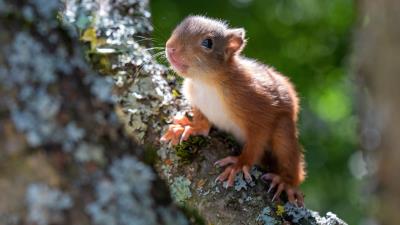 Baby Animal Rodent Squirrel 8k wallpaper
