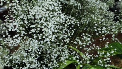 Babys breath flowers 8k wallpaper