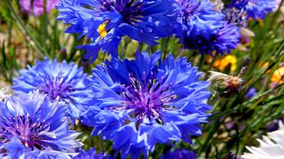 Bachelors button flowers 8k wallpaper