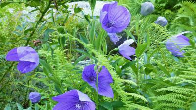 Balloon flowers 8k wallpaper