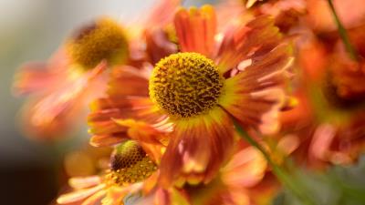 Beautiful Orange Flowers 8k wallpaper