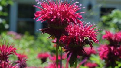Bee balm flowers 8k wallpaper