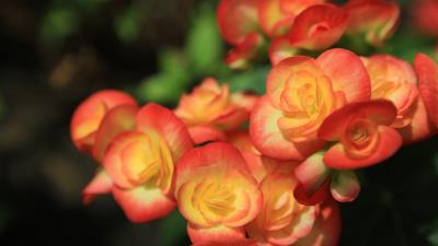 Begonia flowers 8k wallpaper