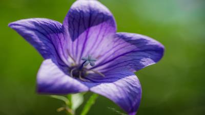 Bell flower 8k wallpaper