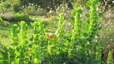 Bells of ireland 8k wallpaper