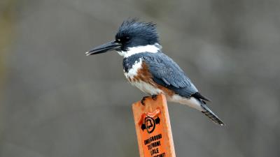 Belted Kingfisher 8k wallpaper