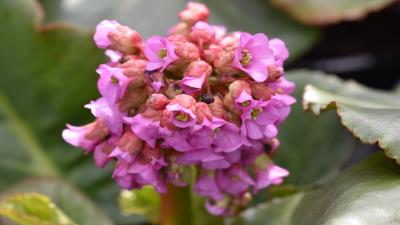 Bergenia flowers 8k wallpaper