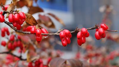 Berry Macro Ultra HD 8k wallpaper