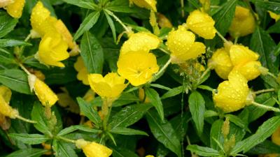 Betty corning clematis buttercup 8k wallpaper