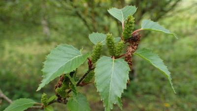 Betula Ermanii 8k wallpaper