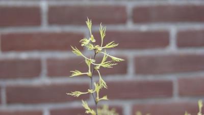 Betula Pendula 8k wallpaper