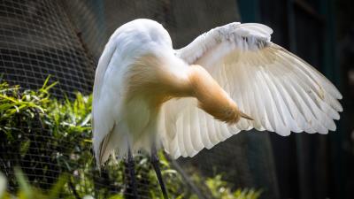 Bird Egret Heron Ultra HD 8k wallpaper