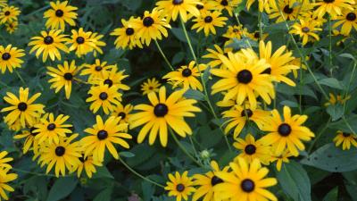 Black eyed susan flowers 8k wallpaper