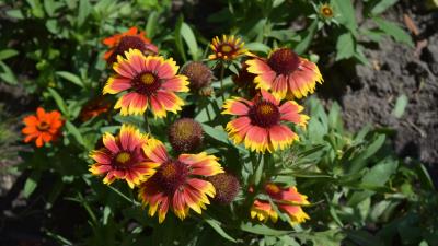 Blanket flowers 8k wallpaper