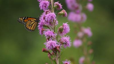 Blazing star flowers 8k wallpaper