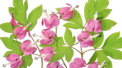 Bleeding Hearts 8k wallpaper