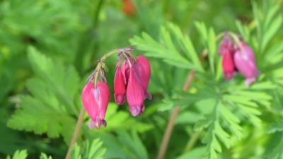 Bleeding heart flowers 8k 8k wallpaper