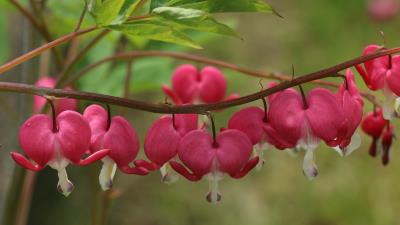 Bleeding heart flowers 8k wallpaper