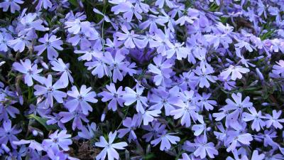 Blue star flowers 8k wallpaper