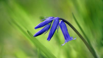 Bluebell flowers 8k wallpaper