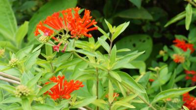 Bouvardia flowers 8k wallpaper