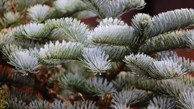 Branch Fir Tree Spruce Ultra HD 8k wallpaper