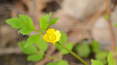 Bristly buttercup ranunculus 8k wallpaper
